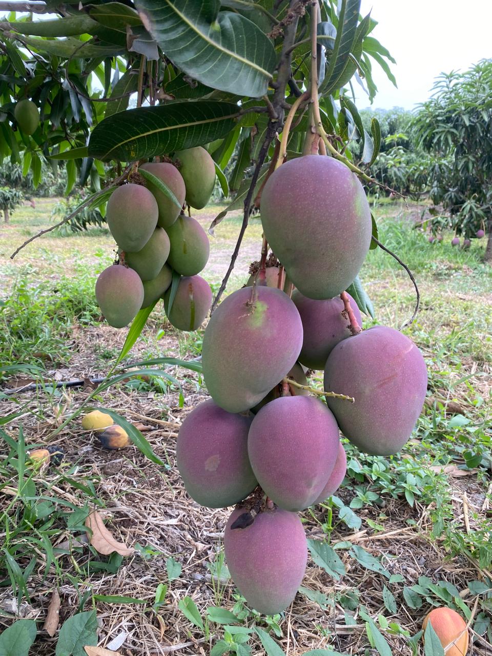 Mango 4